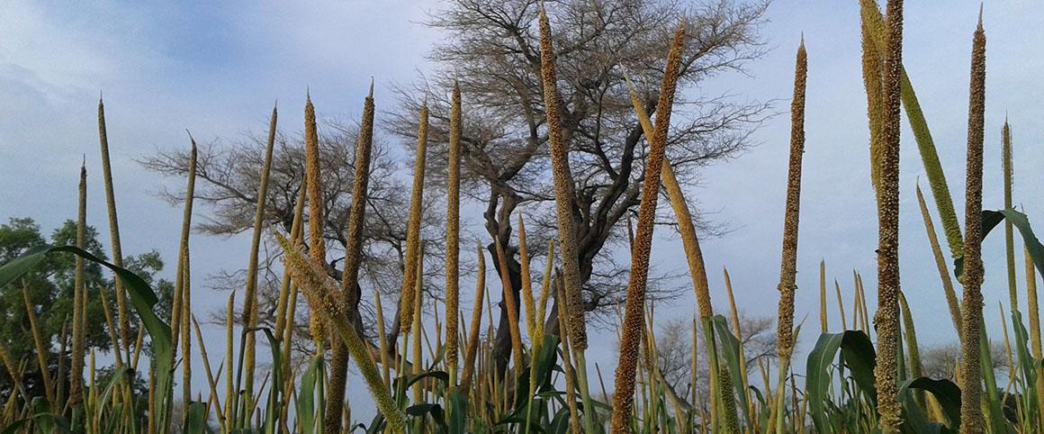 Pearl millet under Faidherbia albida (without leaves in the rainy season) © Olivier Roupsard, CIRAD