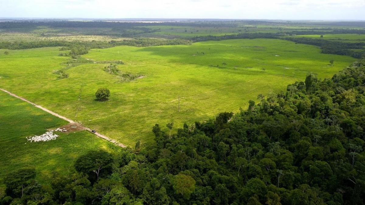 En Amazonie, des solutions simples permettent de démocratiser l’intensification écologique de l’élevage