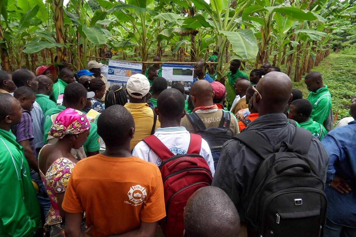 Formation à l'intensification écologique du bananier plantain sur le champ école 'Plantain One', CARBAP, Cameroun, Njombé © S. Dépigny, Cirad
