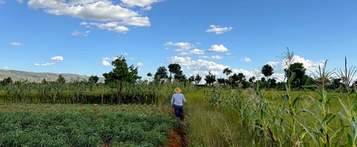 Une parcelle agricole à Madagascar © L. Fertin, Cirad