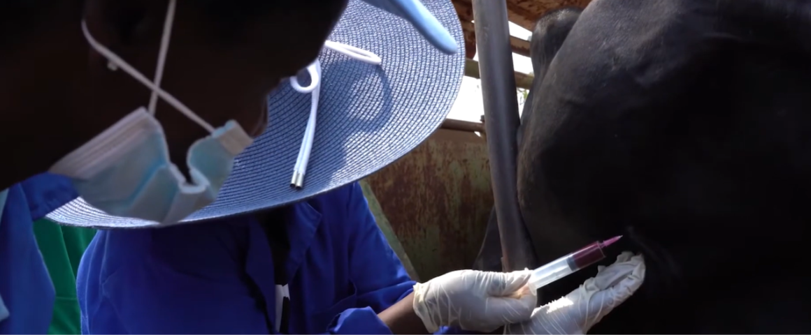Prélèvement sanguin sur un bovin