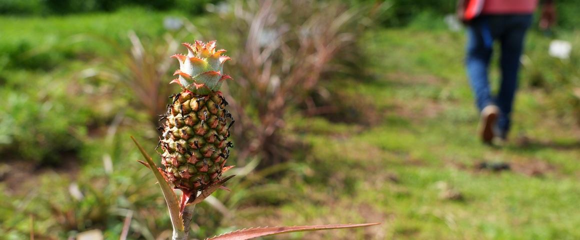 L’ananas est l’une des collections du CRB « Plantes tropicales »