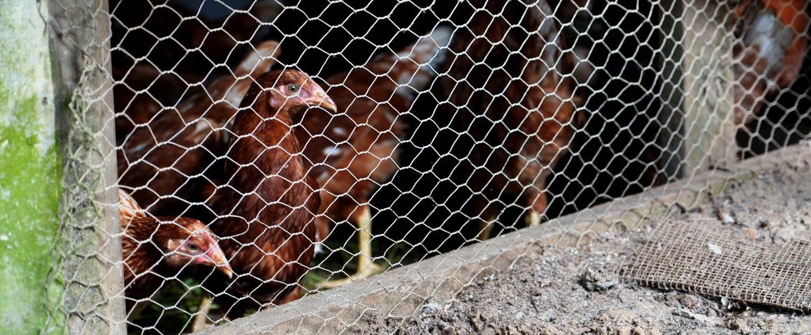 Les antibiotiques sont parfois utilisés en élevage pour faire grossir les animaux. Cela engendre des résistances bactériennes face aux antibiotiques. Ces pratiques sont interdites dans l'Union européenne. © Y. Sanguine, Cirad