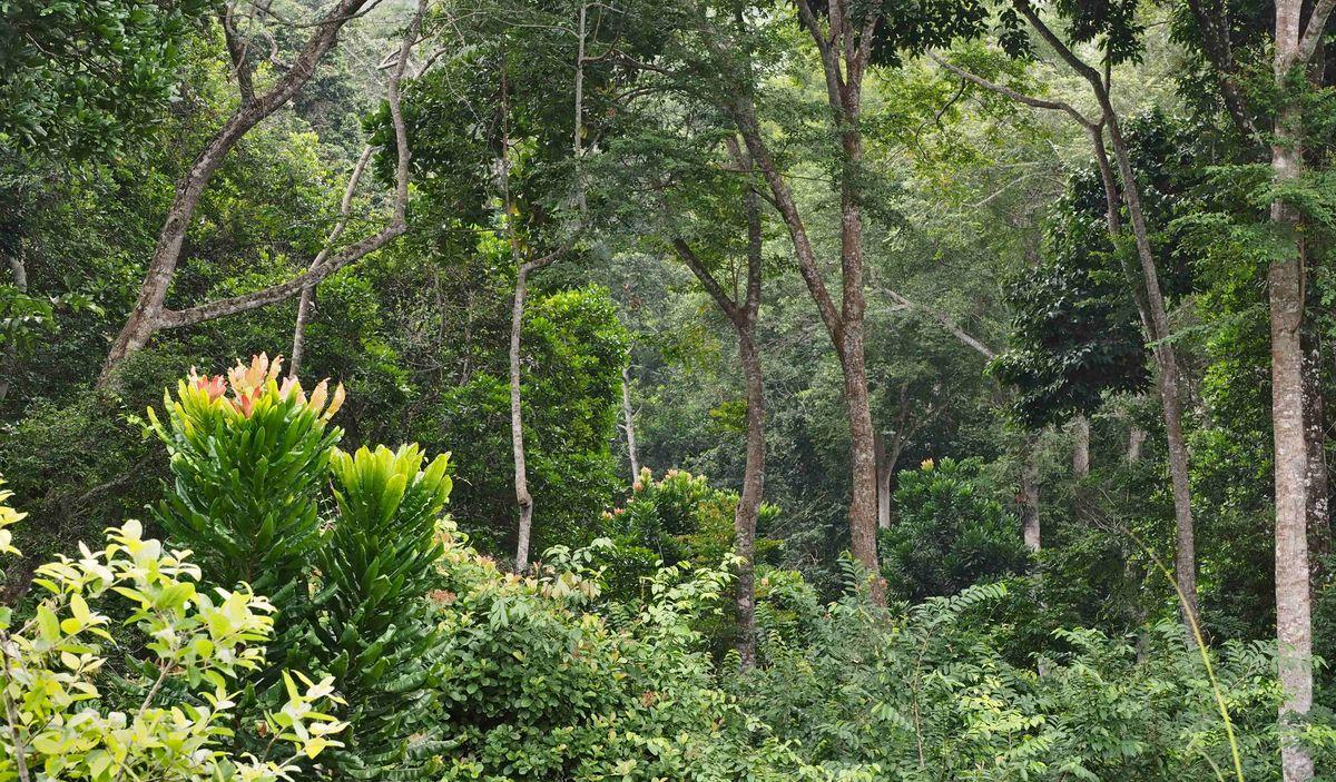 Forêt dense du Nord-Congo © Y. Van Hoef, Cirad