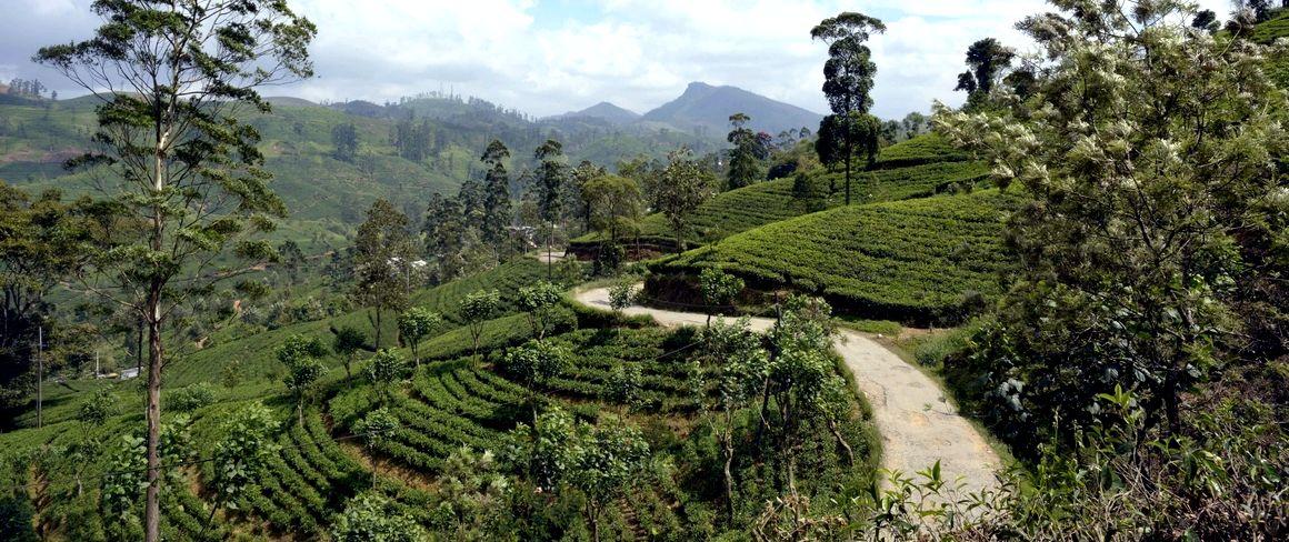 Plantations de thé au Sri Lanka © D. Gentilhomme, AFD