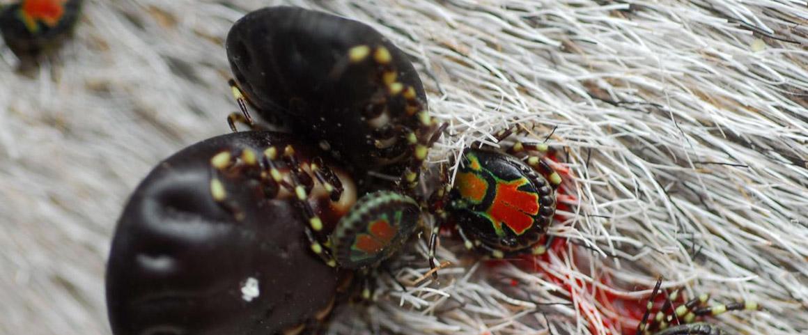 Senegalese ticks © Damien Meyer, CIRAD