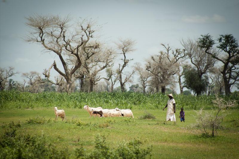 For CIRAD, fighting forest and land degradation in the Sahel necessarily means involving local people and taking account of their needs © R. Belmin, CIRAD