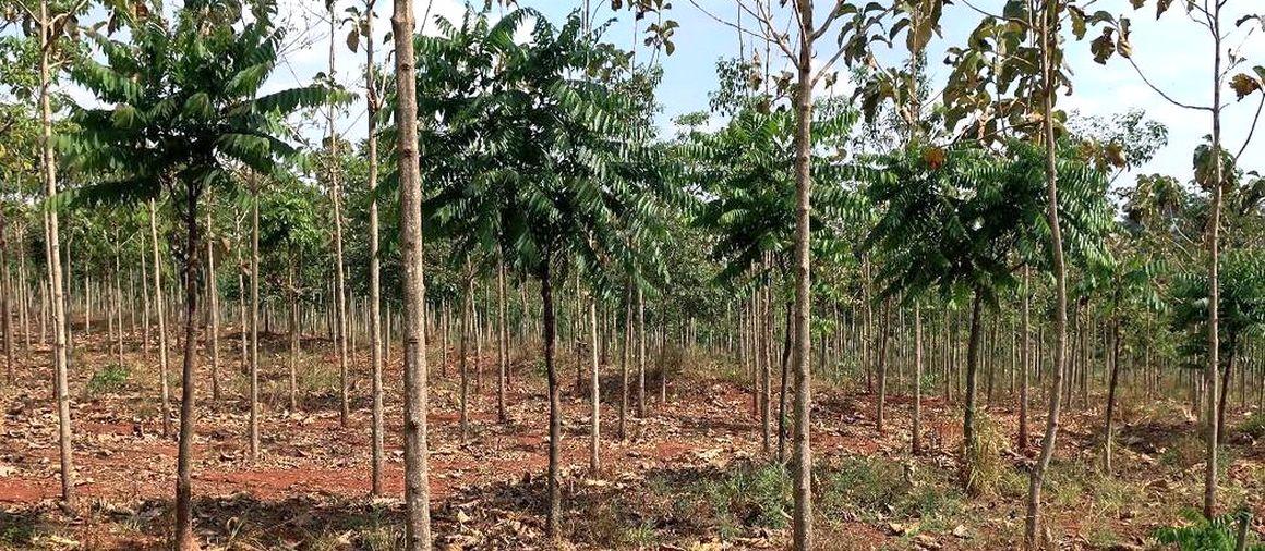 Plantation associant plusieurs espèces d’arbres de la Mata Atlântica dans l’État de São Paulo, au Brésil. © J. Guillemot, Cirad