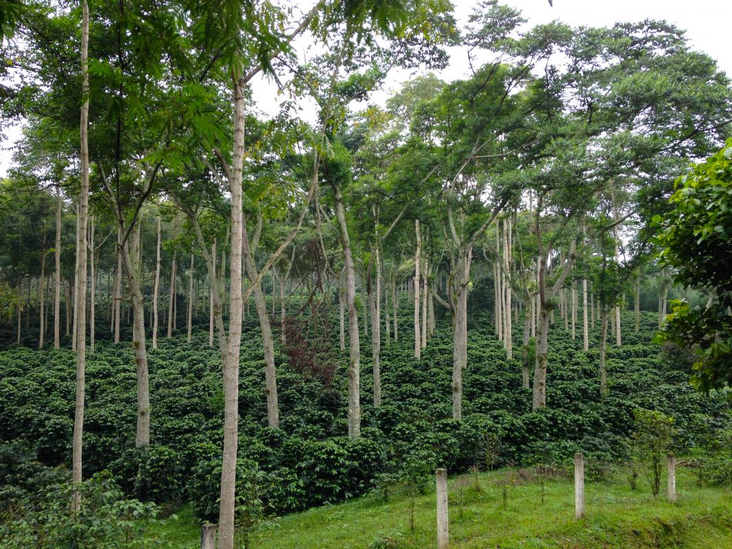 Agroforestry and coffee in Latin America © J-C. Breitler, CIRAD