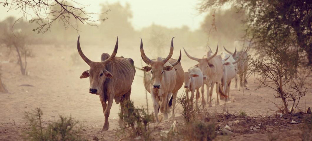 Zébus dans les pourtours du Lac de Guiers au Sénégal. Le pastoralisme est la principale ressource de 500 millions de personnes dans toutes les régions du monde © R. Belmin, Cirad