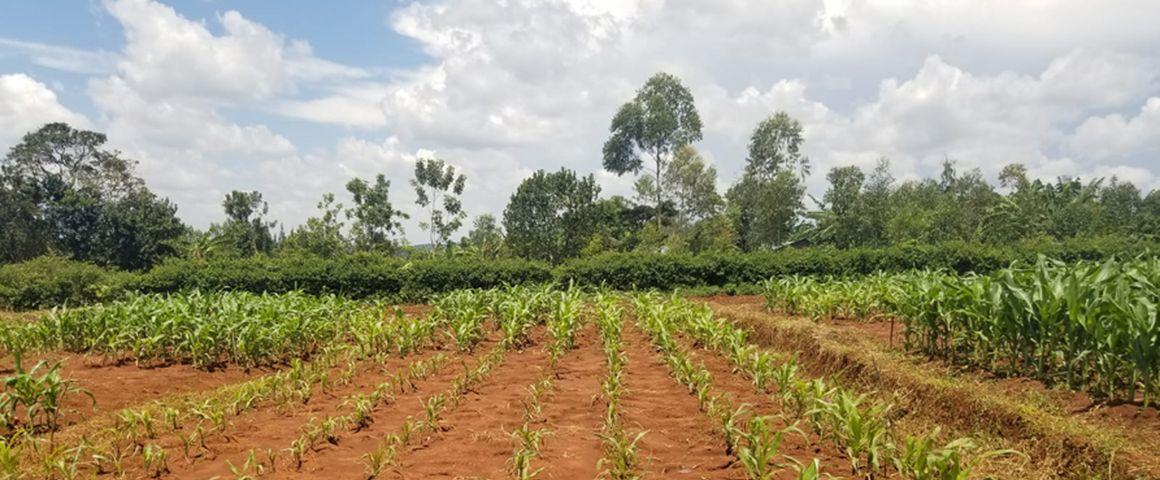 Expérience de longue durée sur la gestion intégrée de la fertilité des sols dans l’ouest du Kenya (Sidada, Siaya District). Les traitements sans intrants sont visibles au premier plan, tandis que différents niveaux de gestion de la fertilité des sols apparaissent à l’arrière-plan et sur la droite. © Antoine Couëdel.