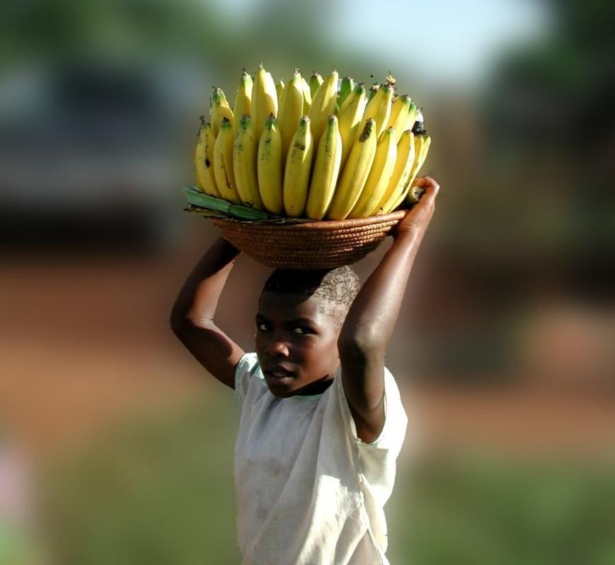 La Fusariose TR4 menace les exploitations de bananes partout dans le monde © Régis Domergue, Cirad