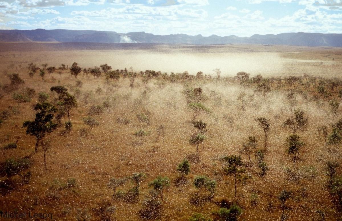 Selon les chercheurs, si des essaims de criquets arrivent pendant la saison des pluies au Tchad, la reproduction estivale peut généraliser l’invasion sur toute l’Afrique de l’Ouest et du Nord © M. Lecoq, Cirad