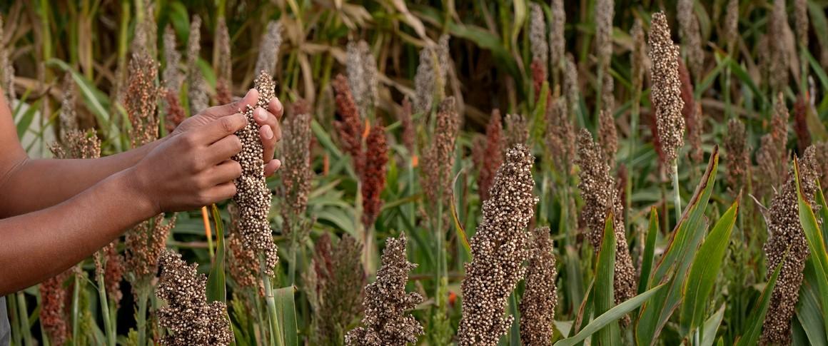 Sorghum in a CIRAD experimental plot