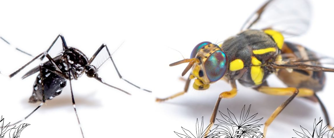 Des espèces invasives sous haute surveillance