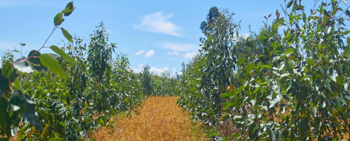 Systèmes agroforestiers associant riz et eucalyptus sur les HTC © AIM