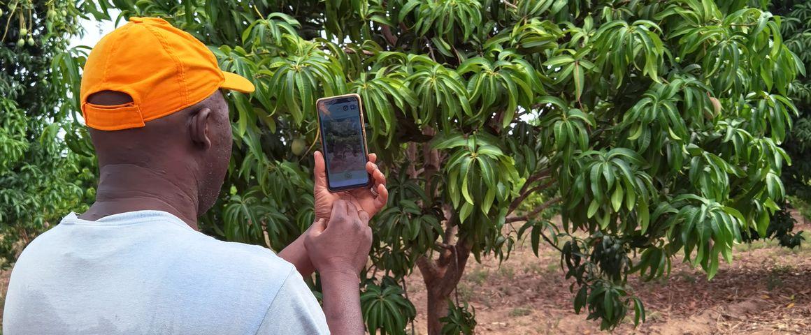 Testing the PixFruit digital solution in a mango field in Côte d'Ivoire © J.-M. Koffi, CNRA