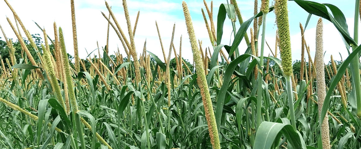 Champ de mil au Centre de recherches agricoles de Tambacounda, une station de recherche de l'ISRA