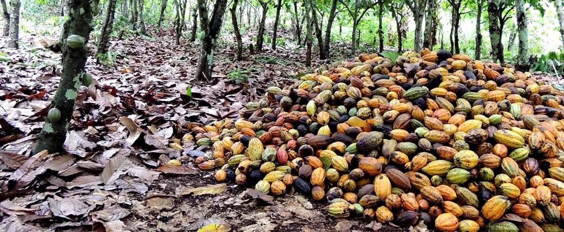 Récolte dans une cacaoyère ivoirienne © P. Jagoret, Cirad