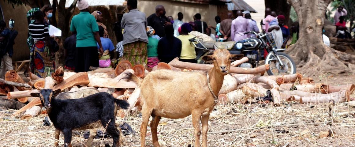 Des chèvres dans un village nigérian, avec en arrière fond les acteurs du projet LIDISKI à l'œuvre auprès des villageois © Ikore International Development