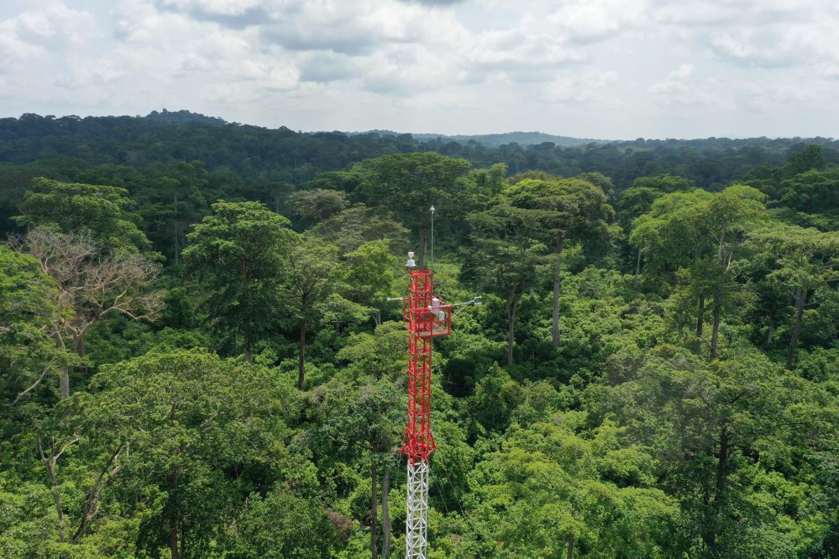 Vue aérienne du dispositif de tour à flux "Cacao-For-Flux" et du paysage. © I. Cornut