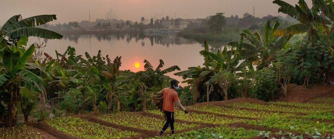 La COP30 sur le climat s'est achevée vendredi 21 novembre. Les discussions sur la transition des systèmes alimentaires ont avancé doucement. © R. Belmin, Cirad
