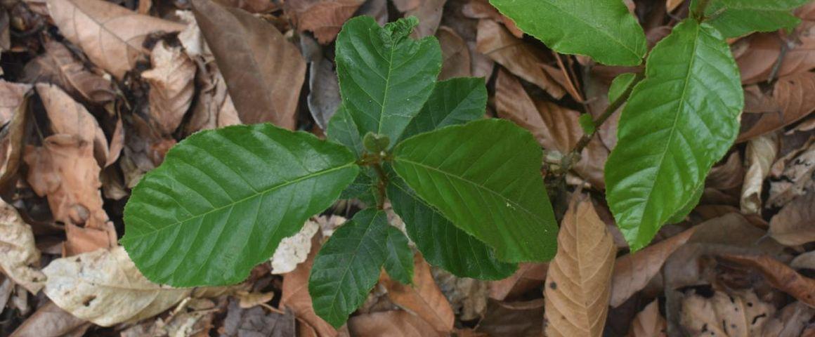 Ako (Antiaris toxicaria), primarily used to produce wood for veneers or plywood © I. K. Konan, CIRAD