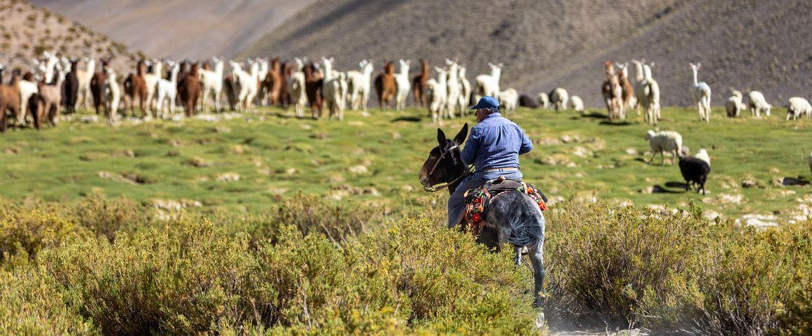 Lamas dans la vega, Argentine