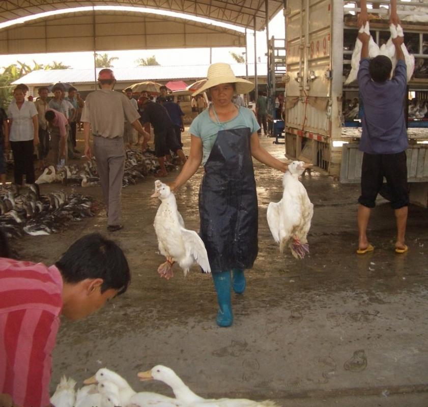 Wuhan's live animal market is believed to have served as an incubator and accelerated the spread of the COVID-19 virus, according to scientists © M-I. Peyre, CIRAD