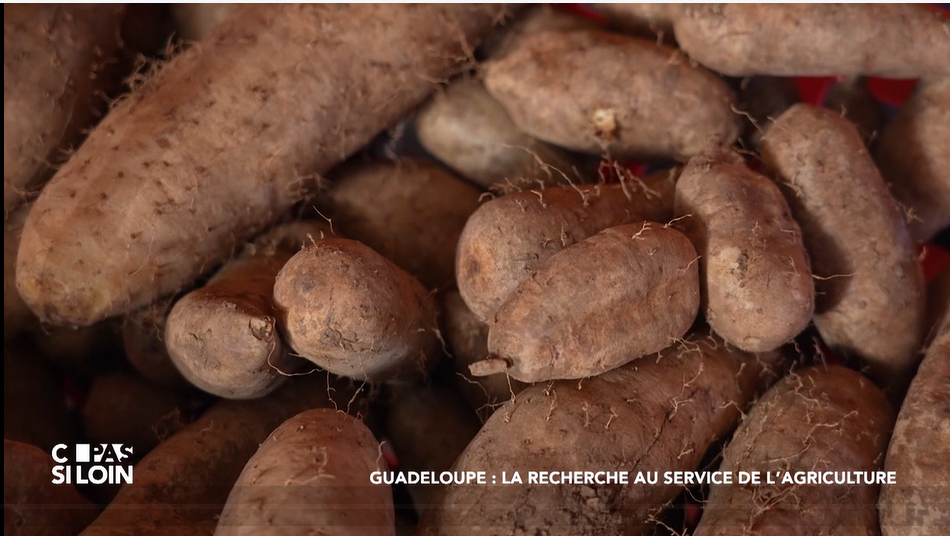 Agriculture : la science en soutien face au changement climatique