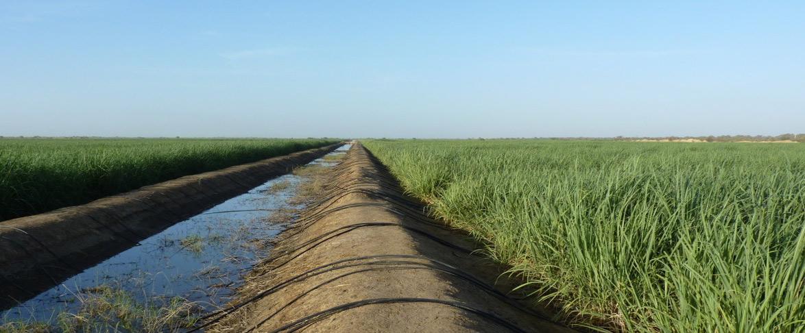 Canal d'irrigation de la canne à sucre au Sénégal © Cirad, P. Marnotte