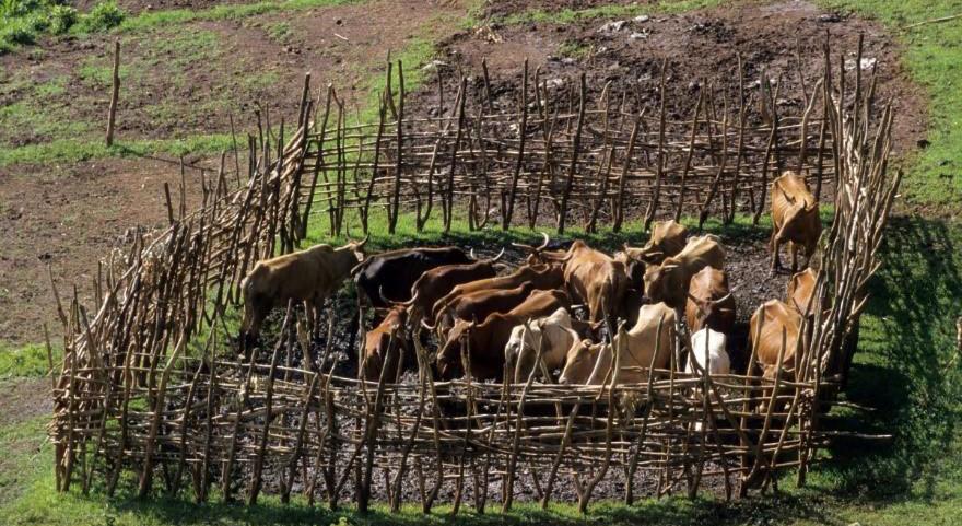 Traditional mobile cattle enclosure used for manure (dëlla) © Pascal Bonnet, CIRAD