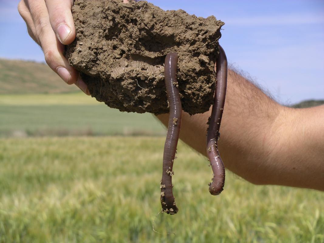 Considérés comme des ingénieurs de l'écosystème, les vers de terre sont indispensables à une bonne qualité des sols. © I. Virto, iDiv