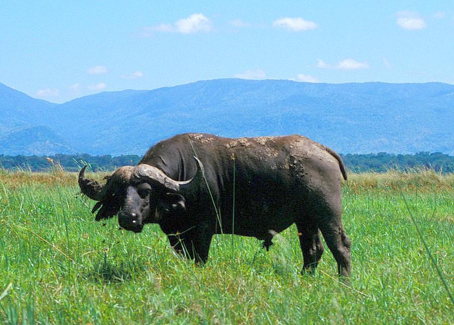 Male buffalo on grazing land in Zimbabwe © CIRAD, P. Poilecot
