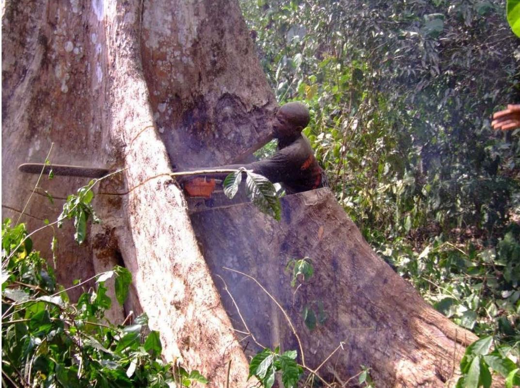 Coupe sauvage Est Cam@GLescuyer