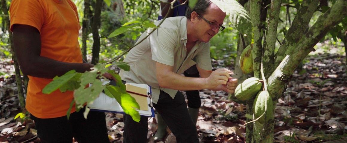 L'équipe scientifique franco-ivoirienne s'est appuyé sur l’étude de 150 cacaoyères ivoiriennes pour évaluer les services rendus par les arbres présents au milieu des cacaoyers © Imagéo/Cocoa4Future