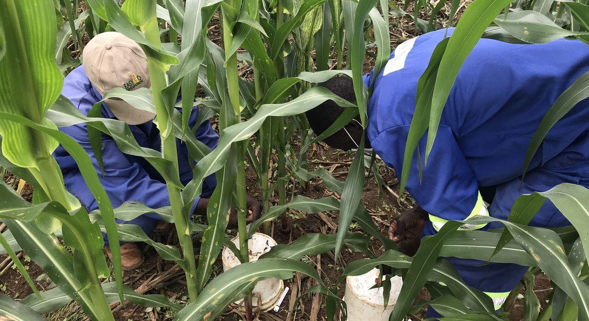 Des essais sur maïs au Zimbabwe viennent de montrer le faible impact d'une augmentation de la fertilisation azotée sur l'émission de protoxyde d'azote, un puissant gaz à effet de serre. © R. Cardinael, Cirad