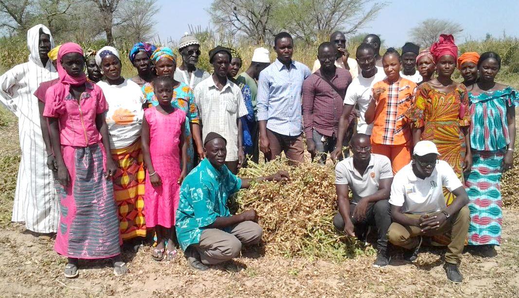 Récolte d’une évaluation participative en milieu paysan de variétés d’arachide, en collaboration avec une organisation de producteur (RESOPP) © Hodo-Abalo Tossim
