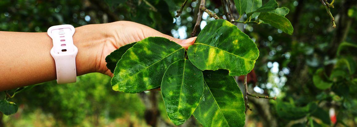 Symptômes de la maladie du dragon jaune (HLB) sur des feuilles d’agrumes. L’HLB affecte les plantations d'Amérique et des Caraïbes, et menace tout le bassin méditerranéen. Face à ce risque, le CIRAD prône des actions agronomiques, biotechnologiques, sociales et communicationnelles. © B. Hufnagel, CIRAD