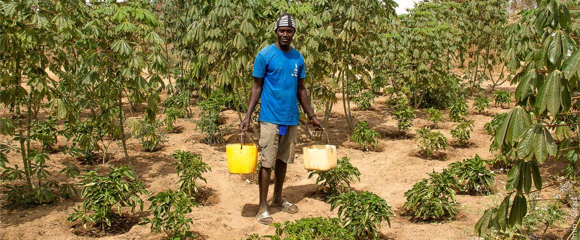 Cultures associées poivron et manioc au Sénégal. © R. Belmin, Cirad