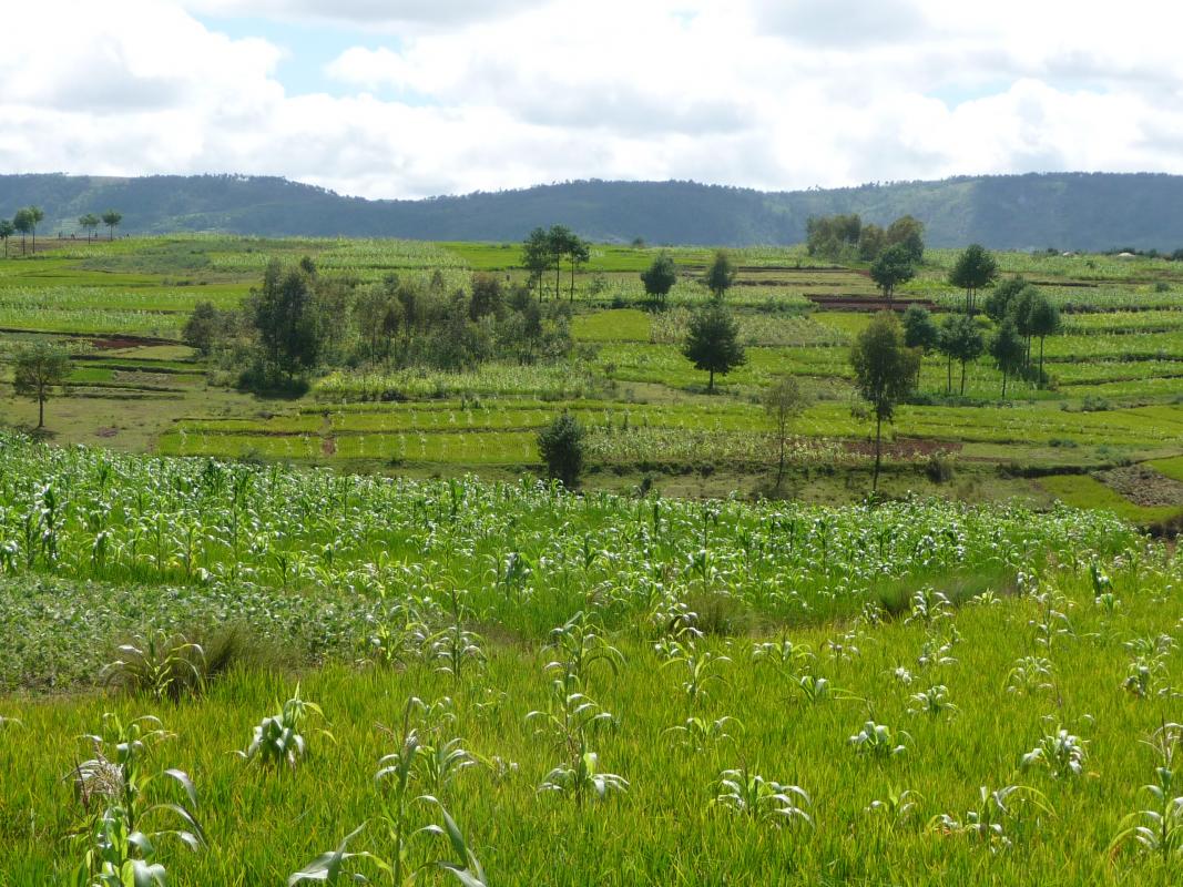 Agriculture à Antsirabe