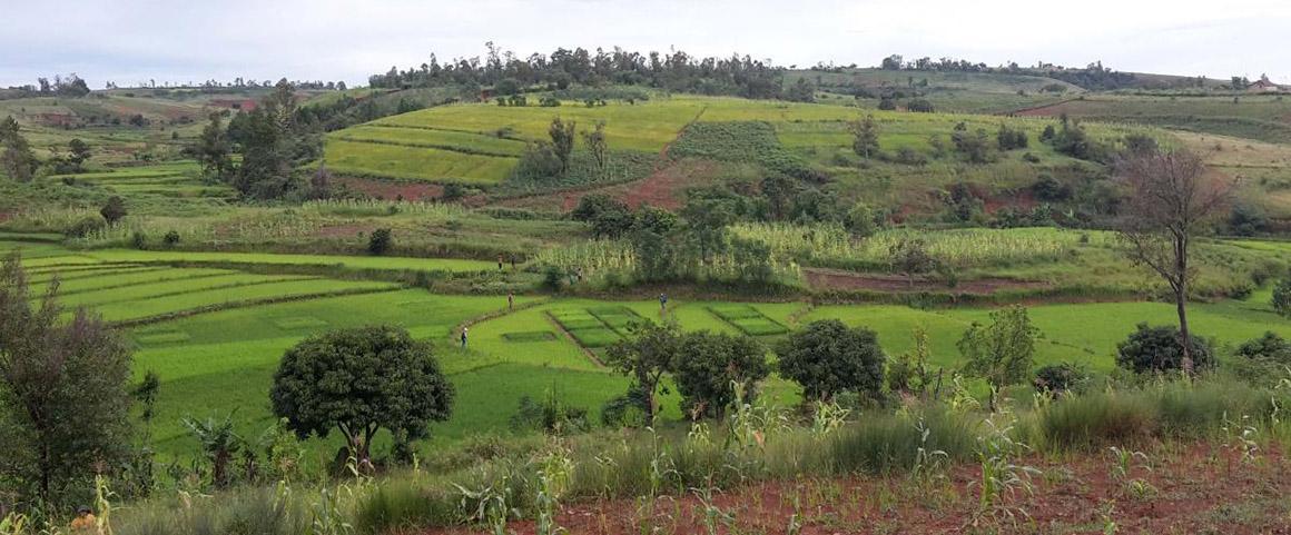 Agronomic trials in rice-growing valleys © Bertrand Muller, CIRAD