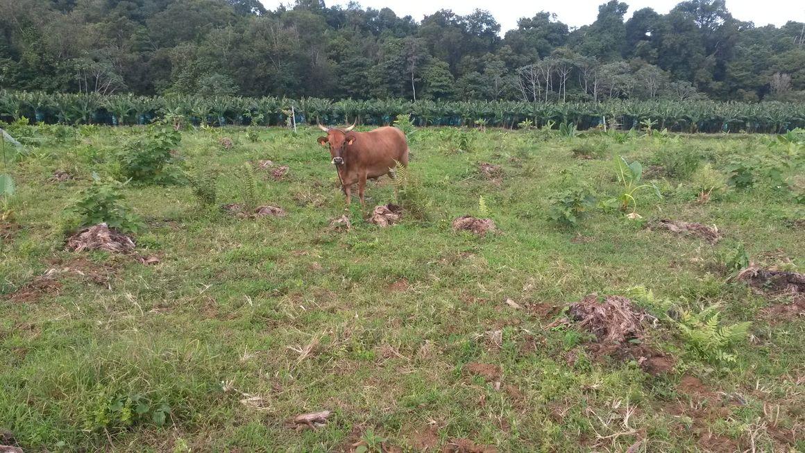 Bovin détruisant une bananeraie en fin de vie. © Steewy Lakhia, CIRAD