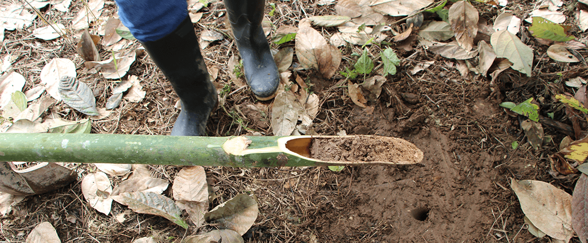 Sampling with a bamboo tool at the foot of a cacao tree to measure cadmium in the soil © Claire Lanaud, Cirad