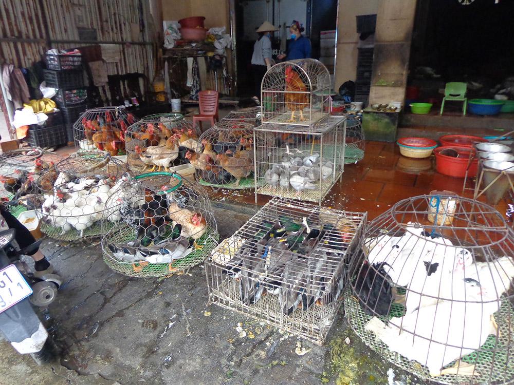 marche animaux vivants