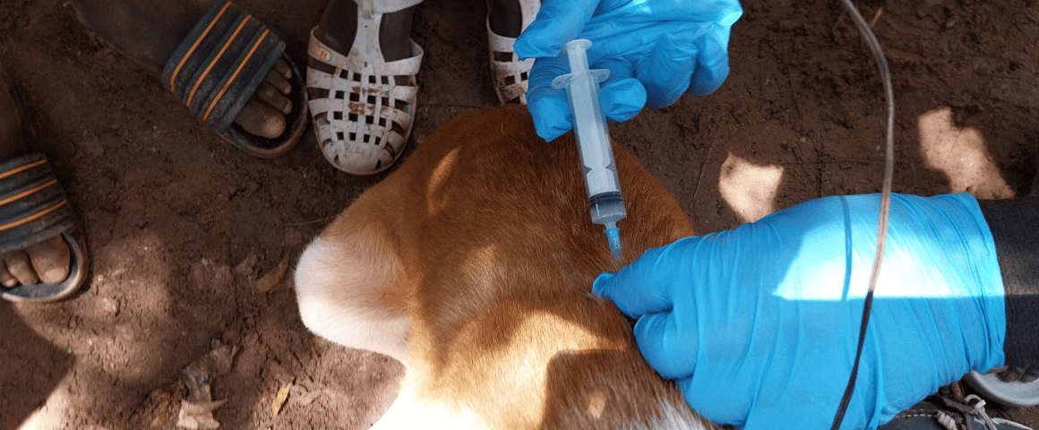 Vaccination d'un chien contre la rage à Kédougou au Sénégal.
