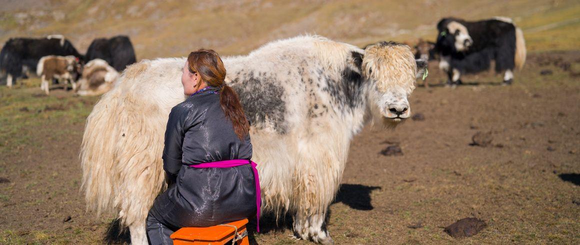 La Mongolie, terre de pastoralisme, accueille la COP17 dans sa capitale Oulan-Bator, du 17 au 28 août 2026 ©  Tristan Parry Imageo