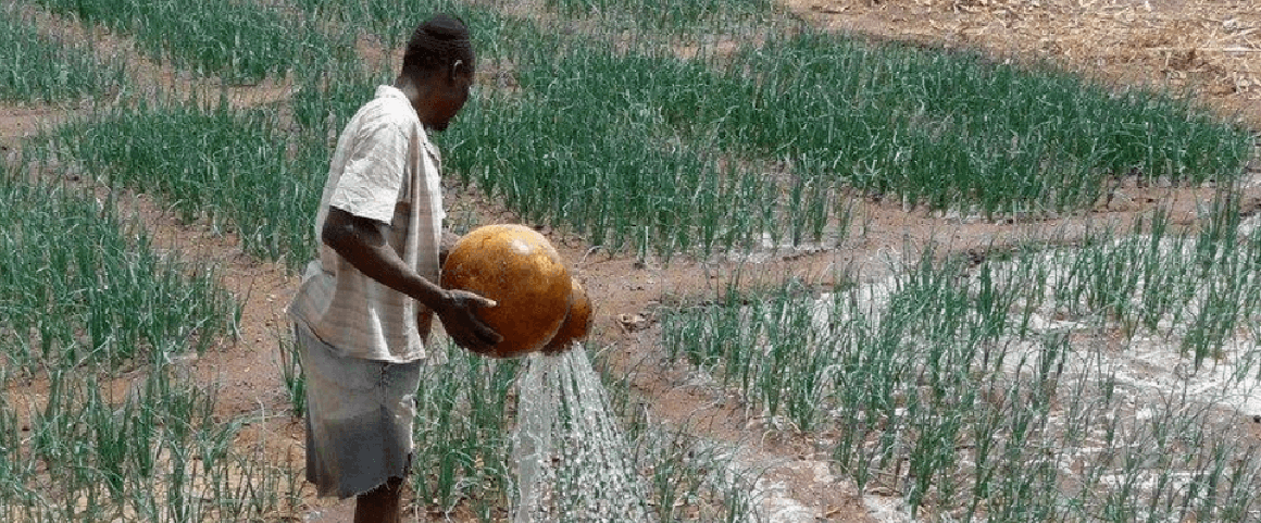 Manual irrigation with a calabash in Burkina Faso © J. Lemoalle, IRD