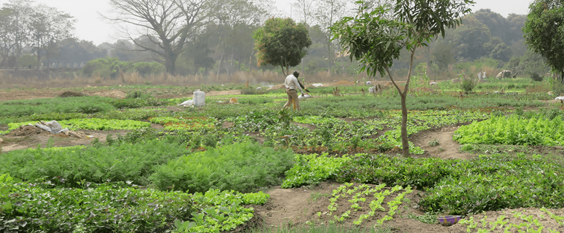 Market garden crops in the urban zone of Faranah (Guinea): one of the most dynamic sectors for agoecological transition in Africa© P. Djamen, CIRAD