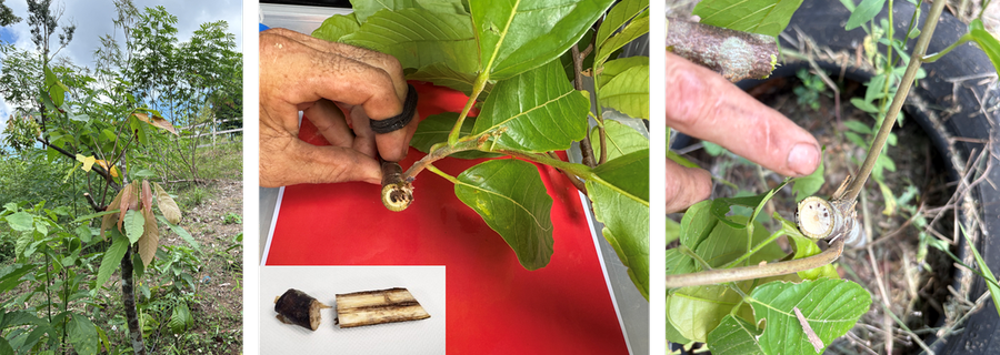 Symptômes d'une infection naturelle par Rhizoctonia theobromae sur Theobroma cacao L. observés dans une exploitation mixte cacao-manioc en Guyane française (Maazou et al. 2026). © Abdoul-Raouf Sayadi Maazou, CIRAD